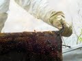 Il Giallo della Costiera amalfitana
