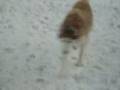 Micky, the Red Husky, outside having fun.