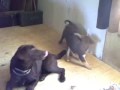 cocoa and pups 12 9 09