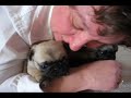 picking a pug puppy  or puppies 