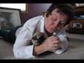 Pug video