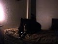 Molly - Howling