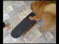 skater dog  2