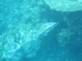 Sea Turtle Maldives
