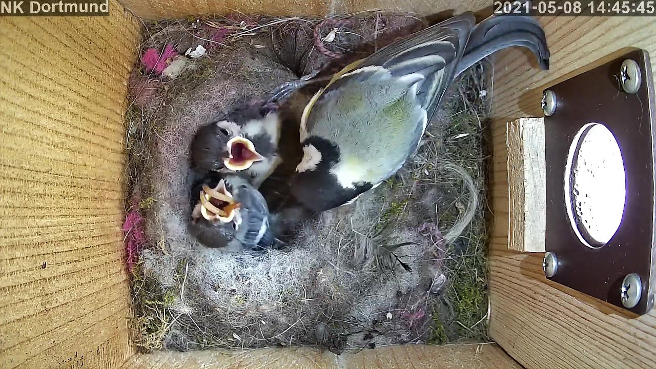 Erste Flugversuche und die Nestumgebung wird erkundet | Tag 15 | 08.05.2021