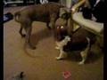 videos de Weinerarmer and King Charles Cavalier play fighting