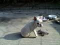 BayHill Pups 11-24-08