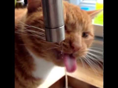 My cat has a drinking problem