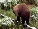 Cinnamon black bear in Grand Teton National Park