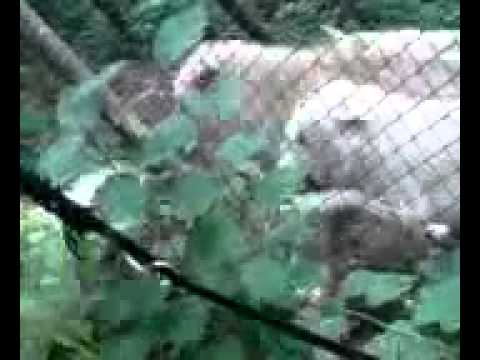 Kangal Power -