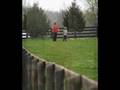 LRA Saddlebred