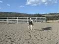 videos de Senter Stage SS 2008 filly by Sempatico