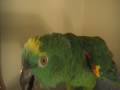 Charlie The Parrot 2008 Dec. Charlie The Parrot 2008 Dec.