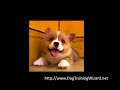 Effective Puppy Potty Training Techniques