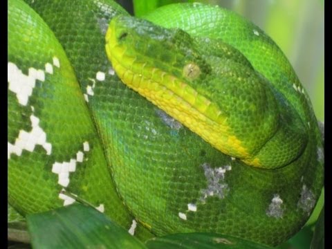 YouTube reptile video