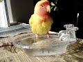 lovebird taking a bath lovebird taking a bath
