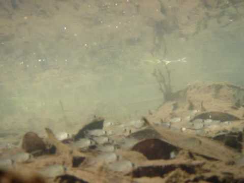 school of cory