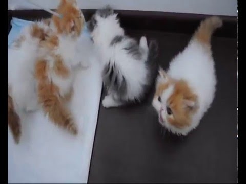 See video
