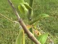 Come with me to visit my Nepenthes maxima. It is almost as tall as me and has seven or eight pitchers catching lots of flies and wasps.