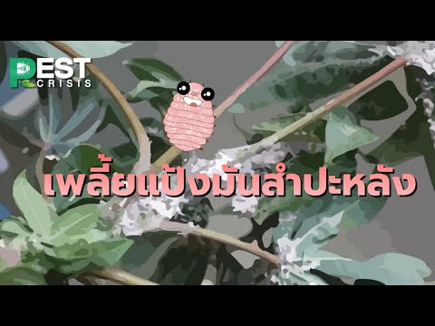 PEST CRISIS EP. 4 เพลี้ยแป้งมันสำปะหลัง