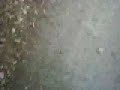 Video screenshot