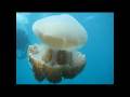 Scuba Diving - Koh Tao, Thailand