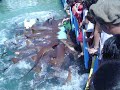 Shark Feeding