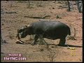 Hippo Attempts to Save Impala