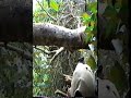 Club 4x4 Panama. Chainsaw Blooper @ San Blas