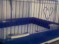 TheBudgieBirds - My budgie open the cage and run away