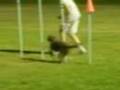 videos de Agility Class 25/2/08