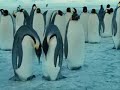 Pinguin Crazy Penguin