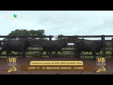 538� LEIL�O VIRTUAL MB LEIL�ES