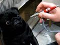 Maximus & the airbrush