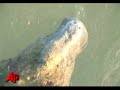 Rescued Manatee Dies After Mass. Rescue Rescued Manatee Dies After Mass. Rescue