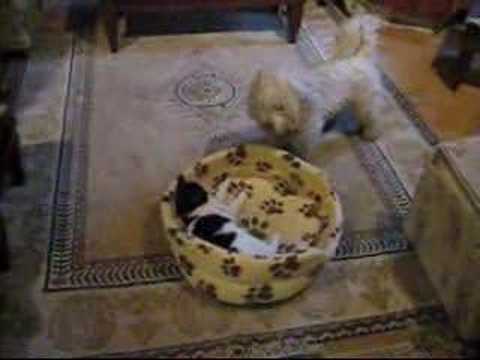 funny dog videos. Not a common cat vs dog video!