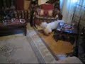 cat and dog funny (get out of my bed)