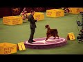 Westminster Dog Show 2012: Best in Group - Sporting and Working