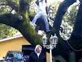 Er Gatto sull'albero