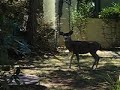 Deer Video Deer Video