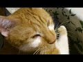 Click here to watch this video Babish Fernando's Happy Time