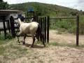 videos de cavalos 003.mpg
