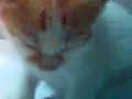 kucing lalok