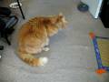 videos de Sick Kitty Freakazoid 035.avi