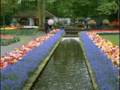 Hayedeh, Tanha Ba Golha,  Keukenhof Flower Garden, NL