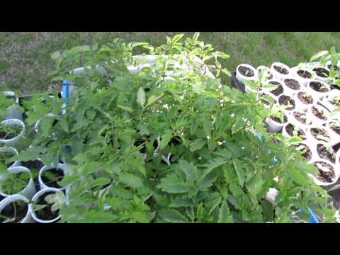 how to transplant vegetable plants into garden