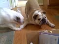 Chapter 2 The Bulldogs vs. The Box