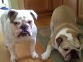 Chapter 2 The Bulldogs vs. The Box