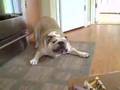 Chapter 2 The Bulldogs vs. The Box