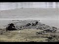 Mud fun on a muddy beach